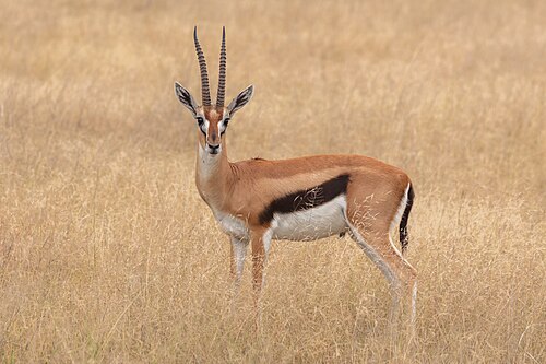 Thomson's gazelle